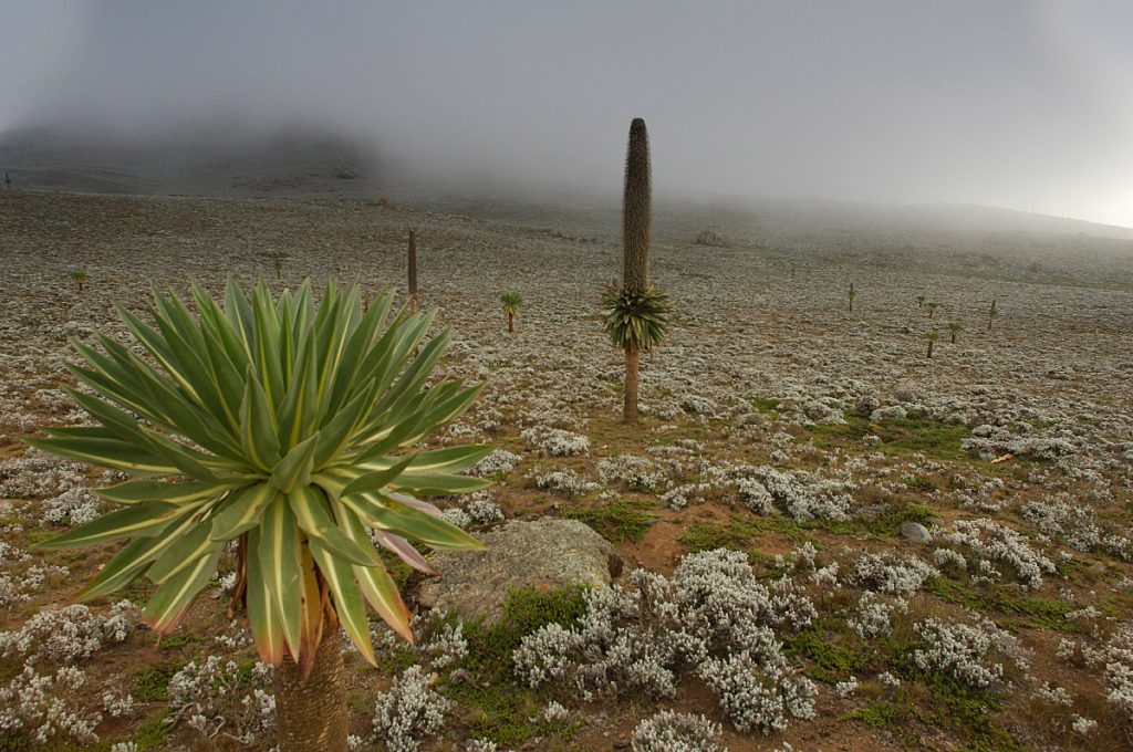 Bale Mountains Tours 2022