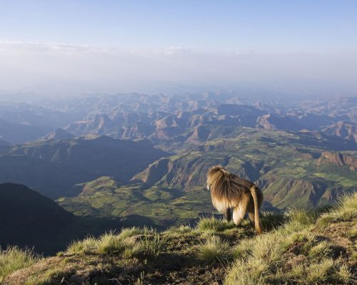 What Makes The Simien Mountains National Park Unique For Trekking?