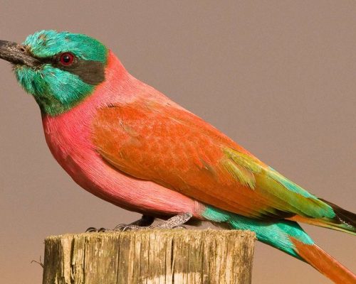 Ethiopian Bird watching tour for 2021 and 2022