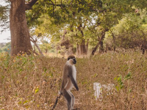 2-Tage-Reise zum Awash-Nationalpark