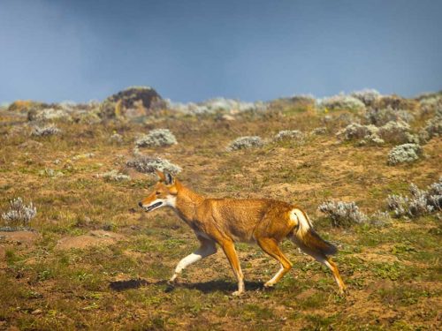 Ethiopian Tours 9 Days Danakil Depression and Bale