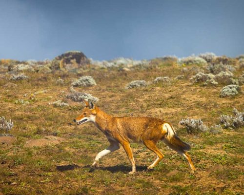 Explore Bale Mountains Tours 2022