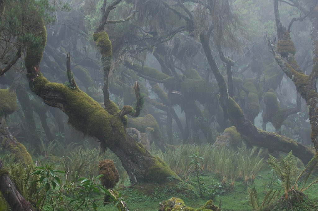a forest with moss covered trees