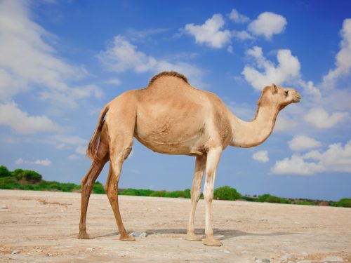 2 Days Somaliland Discovery Tour Hargeisa, Laas Geel, Berbera & Sheikh