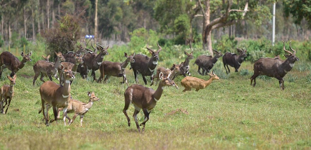 the 10 best things to do in Ethiopia in 2025 - Bale Mountains National Park – A Wilderness Retreat