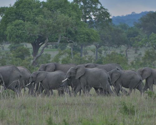 Top 10 National Parks in Ethiopia Every Nature Lover Should Visit