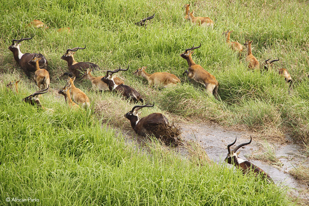 Gambela National Park