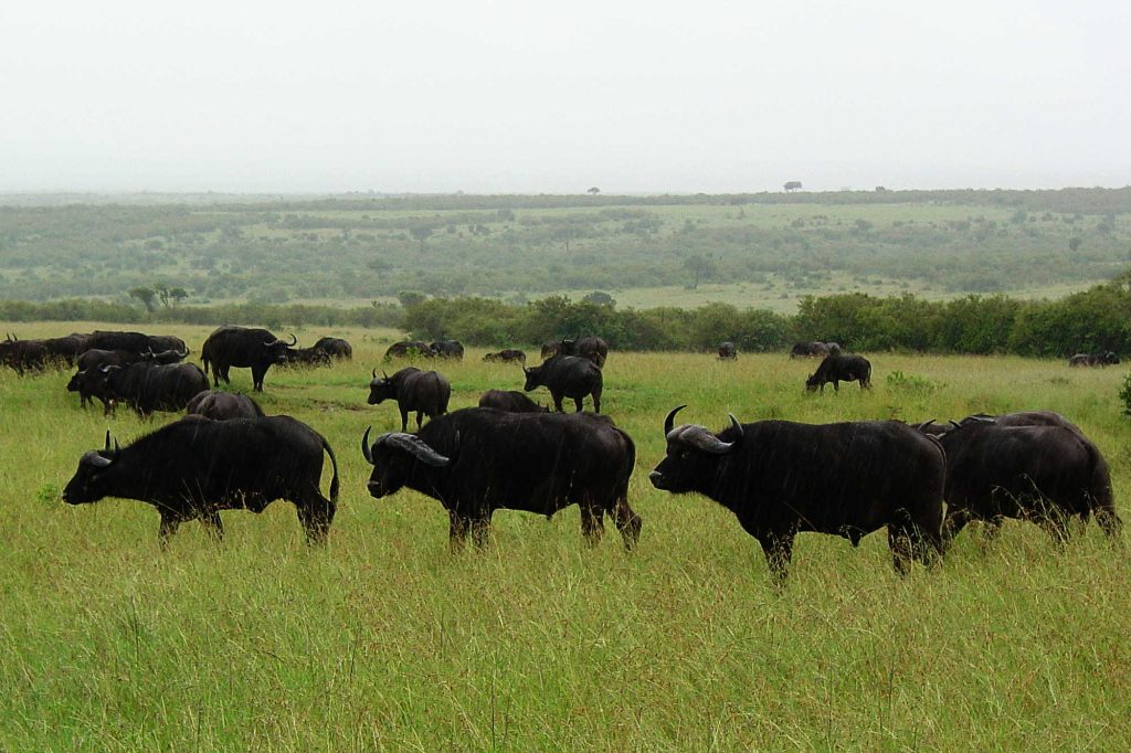 Mago National Park