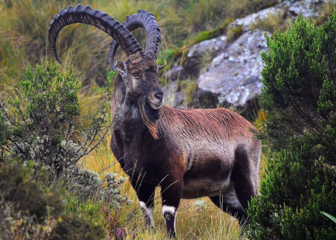 Simien Mountains National Park
