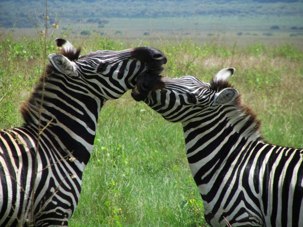 Nechisar National Park