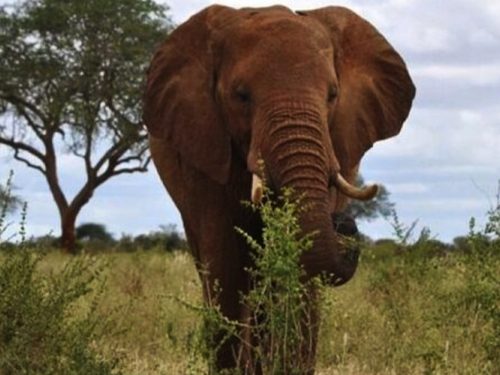 5 Days Chebera Churchura & The Coffee Origin (Keffa) Tour