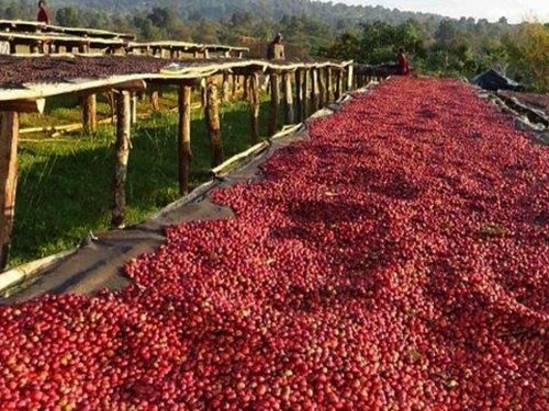 5 Days Chebera Churchura & The Coffee Origin (Keffa) Tour