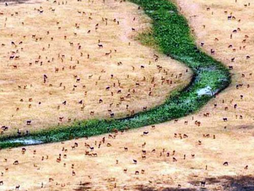 3 Days Safari Tour to Gambela National Park (From Gambela)