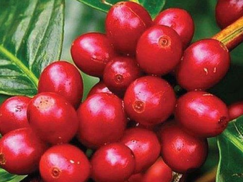 3 Days Chebera Churchura National Park Tour from Jimma