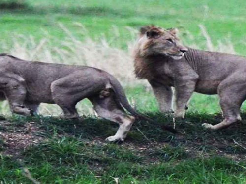 6 Days Combined Safari: Chebera Churchura & Gambela National Parks