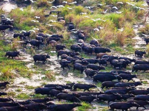 3 Days Safari Tour to Gambela National Park (From Gambela)