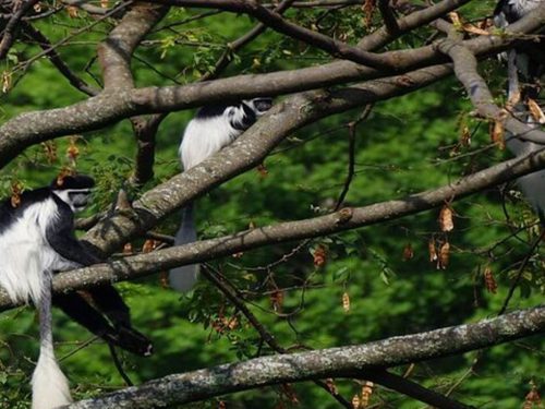 5 Days Chebera Churchura & The Coffee Origin (Keffa) Tour