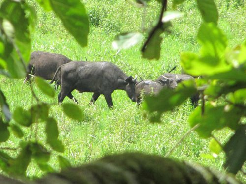 5 Days Chebera Churchura & The Coffee Origin (Keffa) Tour