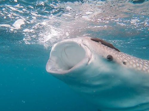 Djibouti City, Lake Assal & Island Escape