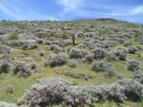 6 Days Choke Mountain & Blue Nile Highlands Adventure