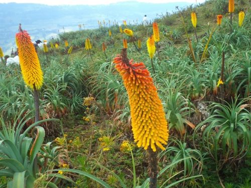 6 Days Choke Mountain & Blue Nile Highlands Adventure