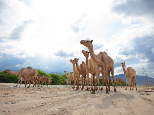 Somaliland: The Grand Neolithic & Cultural Expedition