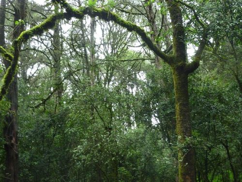 7-Day Ethiopian Nature Experience Tour: Addis Ababa – Debre Zeyit (Bishoftu) – Ziway – Abijatta-Shalla – Hawassa – Arba Minch