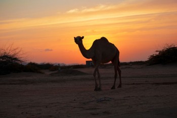 4-Day Somaliland Tour: Hargeisa, Laas Geel & Berbera Coast