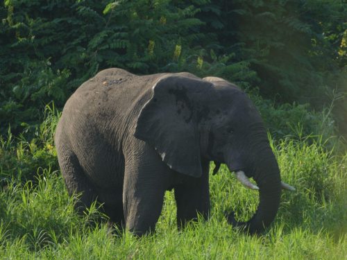 8 Days in Southwestern Ethiopia: Surma Culture, Coffee Highlands & Safari Experience