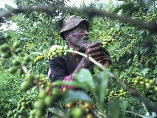 8 Days in Southwestern Ethiopia: Surma Culture, Coffee Highlands & Safari Experience