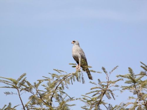 9 Days Surma and Gambela National Park Tour
