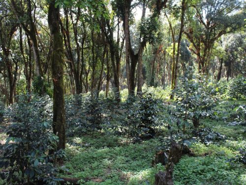 6 Days Coffee and Gambela National Park Tour