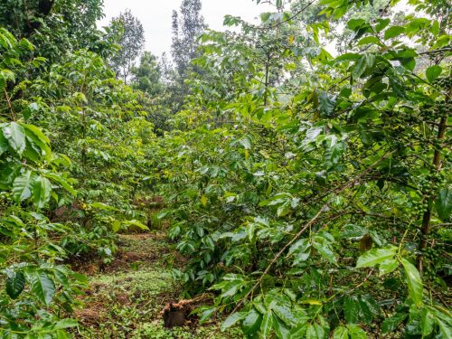 6 Days Coffee and Gambela National Park Tour