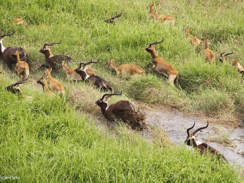 9 Days Surma and Gambela National Park Tour
