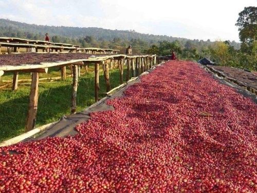 4 Days Ethiopian Safari & Coffee Origin Experience