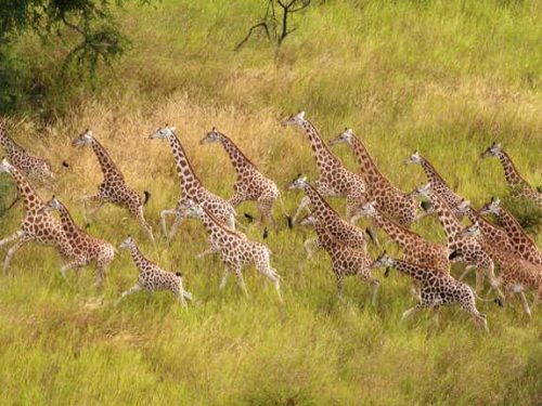 9 Days Surma and Gambela National Park Tour