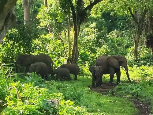 8 Days in Southwestern Ethiopia: Surma Culture, Coffee Highlands & Safari Experience