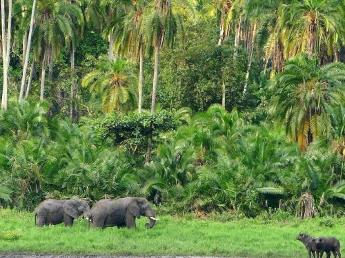4 Days Ethiopian Safari & Coffee Origin Experience