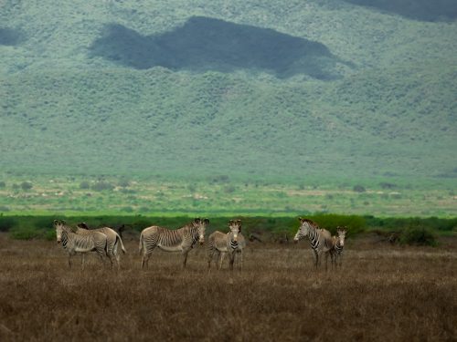 5 Days Borrena National Park Tour