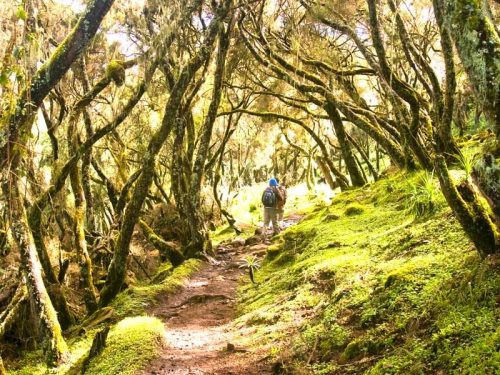 3 Days Torrent National Park Safari
