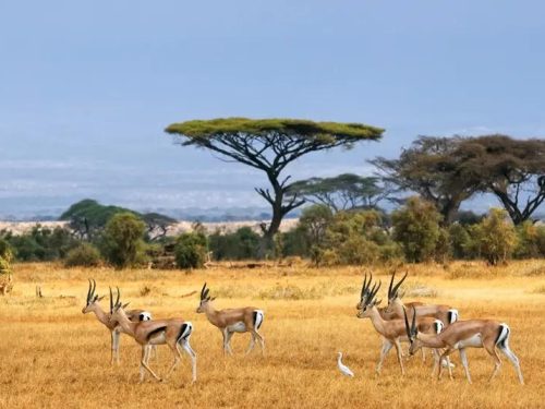 3 Days Torrent National Park Safari