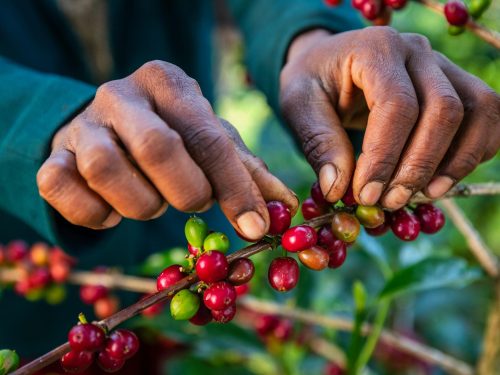 Pilgrimage to the Birthplace of Coffee: The Ultimate Seed to Cup Experience