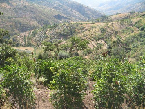The Birthplace of Coffee & Seed to Cup Journey