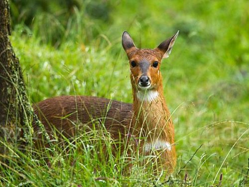9-Day The Ultimate Conservation Safari