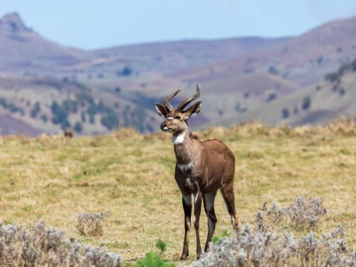 3-Day Highland Plains Introduction