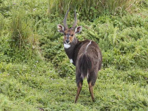 9-Day The Ultimate Conservation Safari
