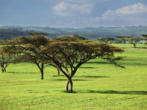 6-Day Highlands & Lowlands Hunting Expedition
