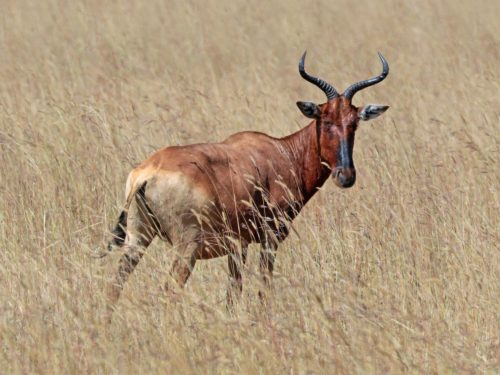 9-Day The Ultimate Conservation Safari