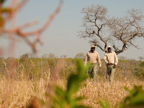 9-Day The Ultimate Conservation Safari