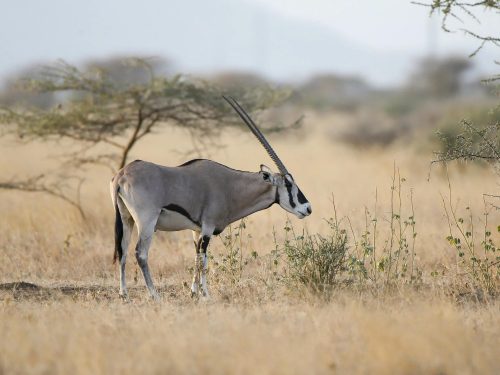 4-Day Lowland Plains Game Hunting Safari